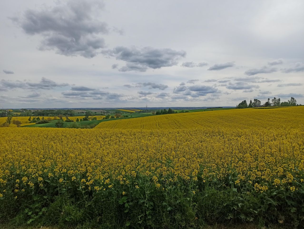 Działka rolno-budowlana Udrycze-Wola