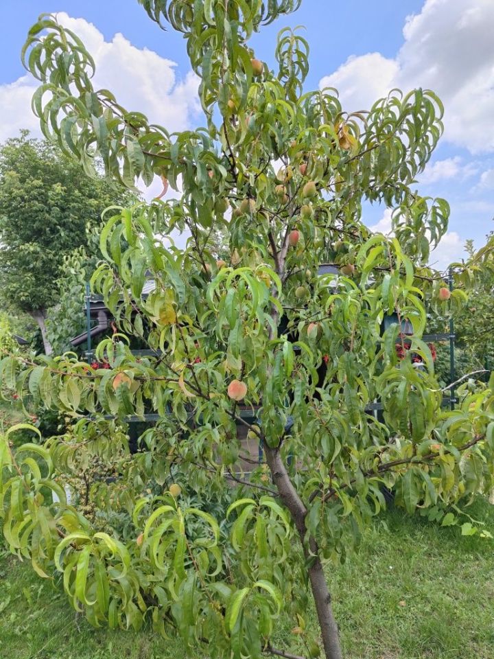 Działka rod Mielec. Zdjęcie 2