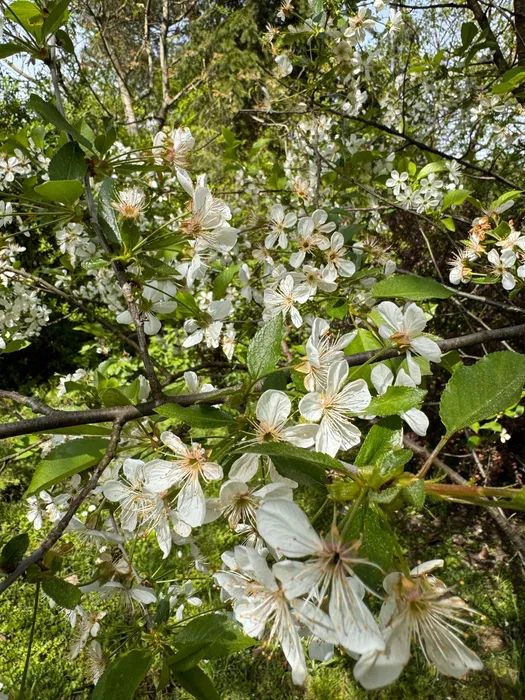 Działka rod Kraków Krowodrza, ul. Do Przystani. Zdjęcie 5