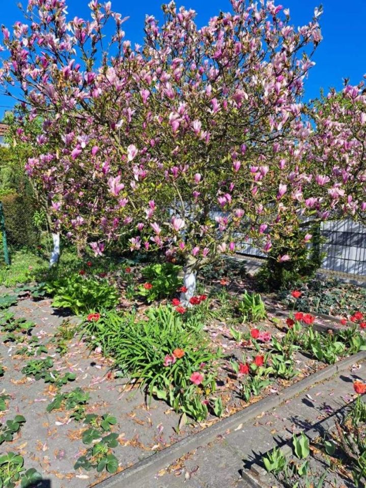 Działka rekreacyjna Ruda Śląska, ul. Szpitalna. Zdjęcie 2