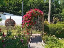 Działka rod Zabrze. Zdjęcie 2