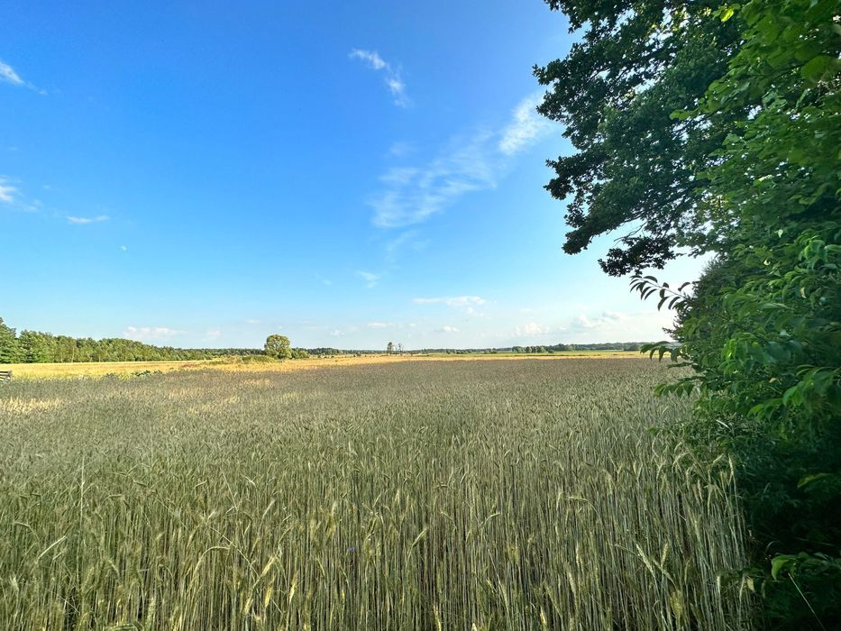 Działka siedliskowa Magierów. Zdjęcie 6