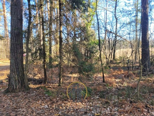 Działka leśna Jawidz. Zdjęcie 1