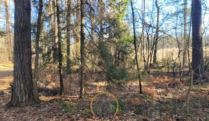 Działka leśna Jawidz