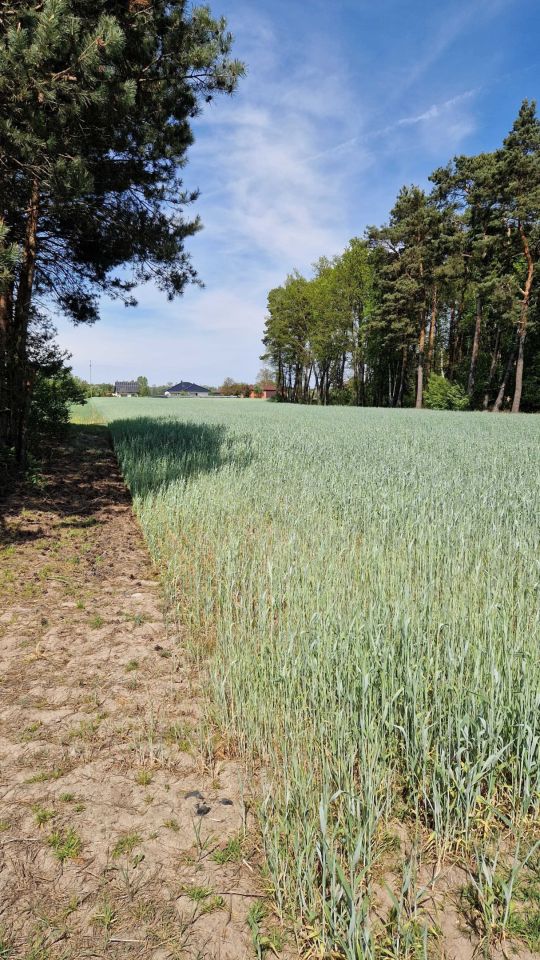 Działka budowlana Karszew. Zdjęcie 7