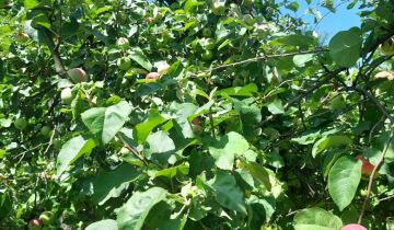 Działka rod Warszawa Ochota, ul. Wawelska