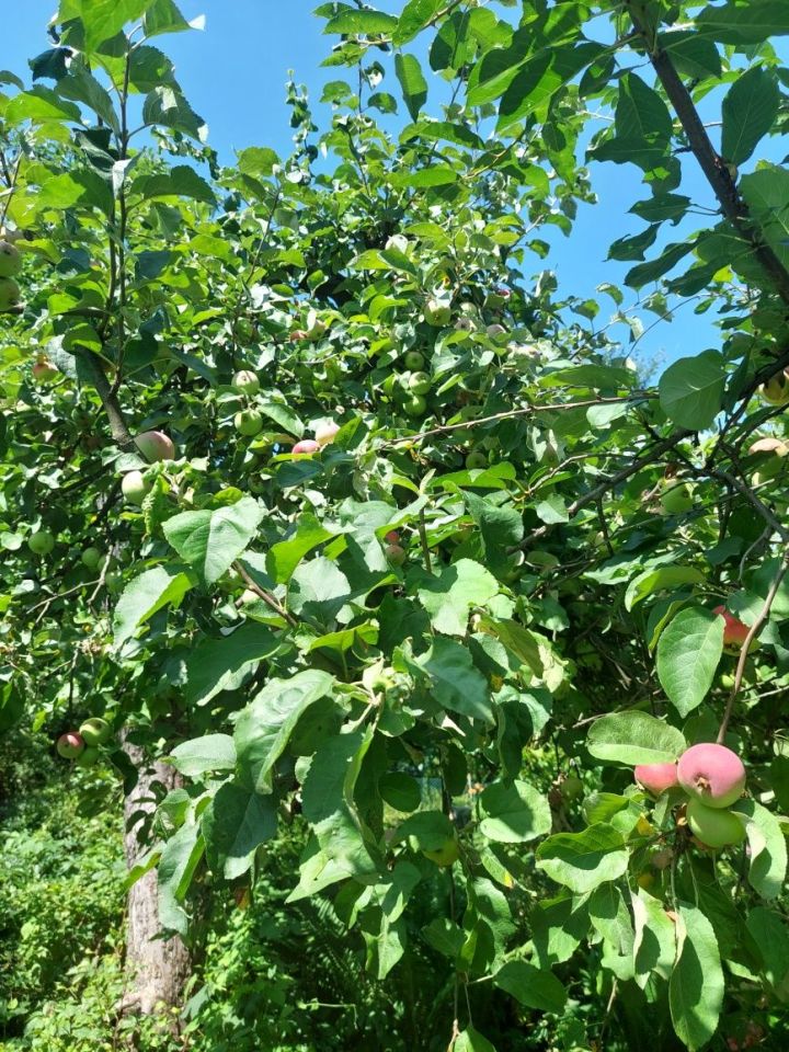 Działka rod Warszawa Ochota, ul. Wawelska. Zdjęcie 2