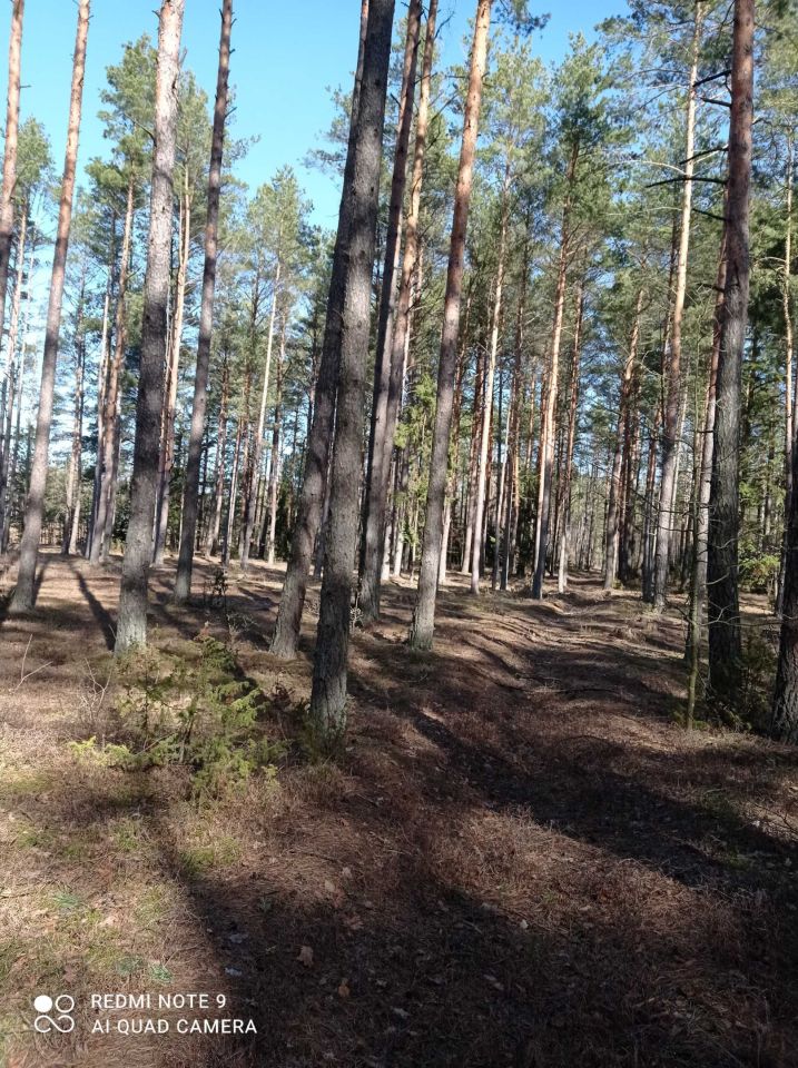 Działka leśna Czechy Orlańskie. Zdjęcie 3