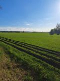 Działka rolno-budowlana Dobry. Zdjęcie 4
