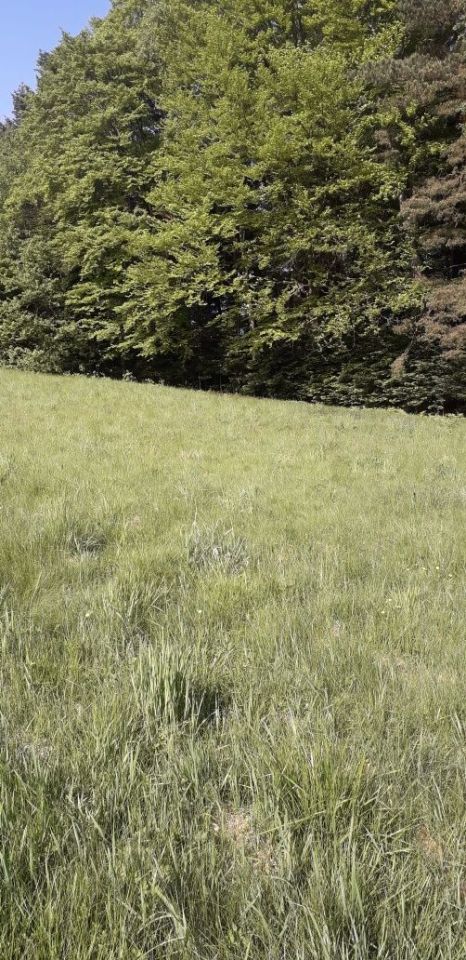 Działka rolno-budowlana Konieczkowa. Zdjęcie 5