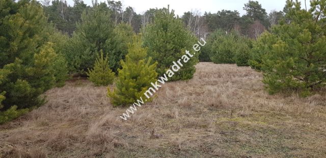 Działka budowlana Budy Iłowskie. Zdjęcie 8