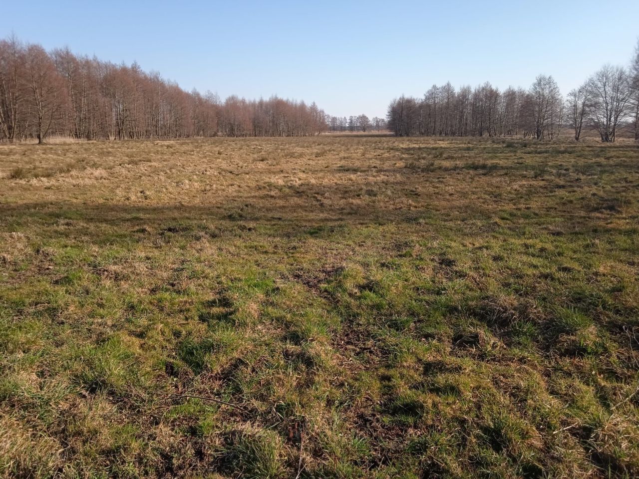 Działka rolna Grabowo. Zdjęcie 4