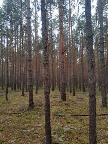 Działka leśna Ciężkowice. Zdjęcie 1