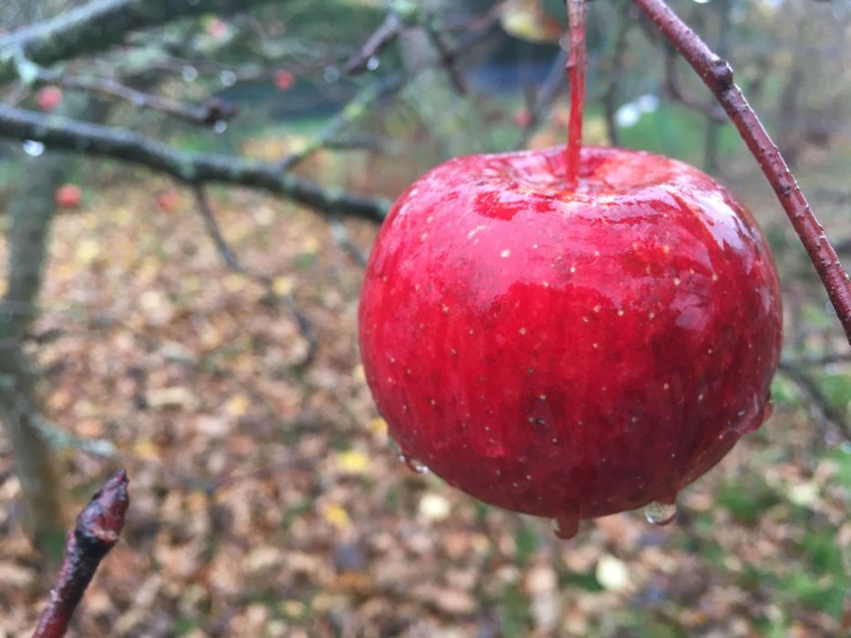 dom letniskowy Swarzędz. Zdjęcie 3