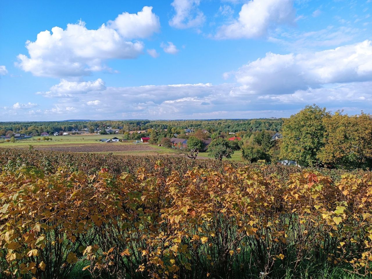 Działka Lipsko-Polesie. Zdjęcie 3