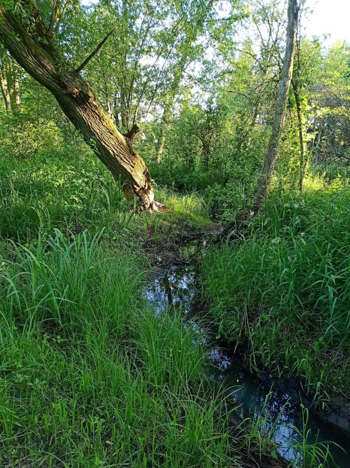 Działka budowlana Białka. Zdjęcie 6