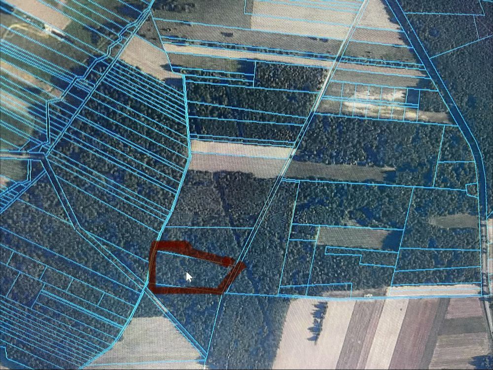 Działka leśna Gostchorz. Zdjęcie 1