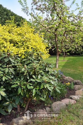 dom wolnostojący, 5 pokoi Szczecinek, ul. Cypriana Kamila Norwida. Zdjęcie 43