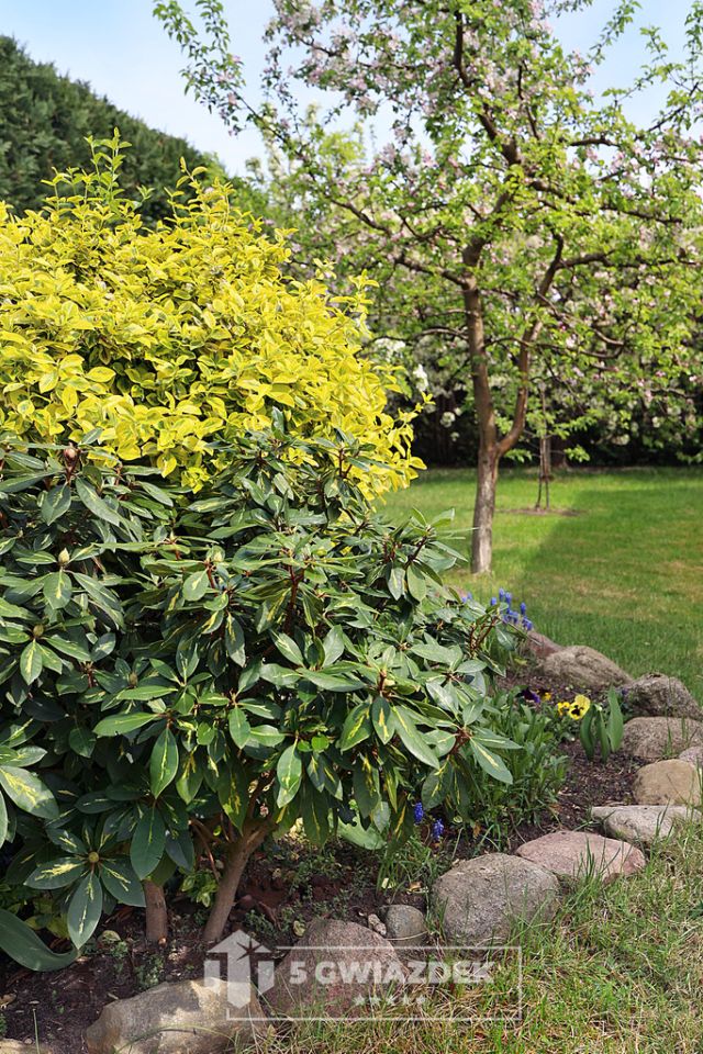 dom wolnostojący, 5 pokoi Szczecinek, ul. Cypriana Kamila Norwida. Zdjęcie 43