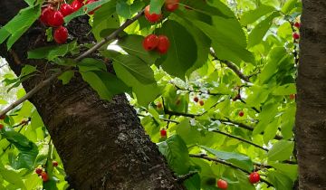 Działka rod Sierosław