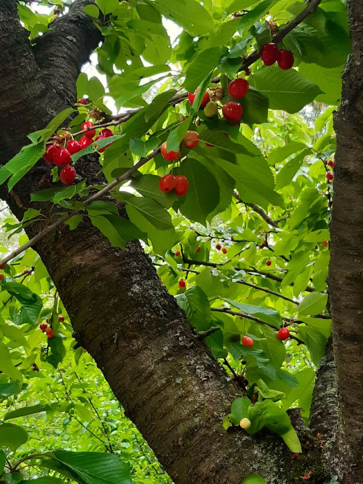 Działka rod Sierosław. Zdjęcie 2