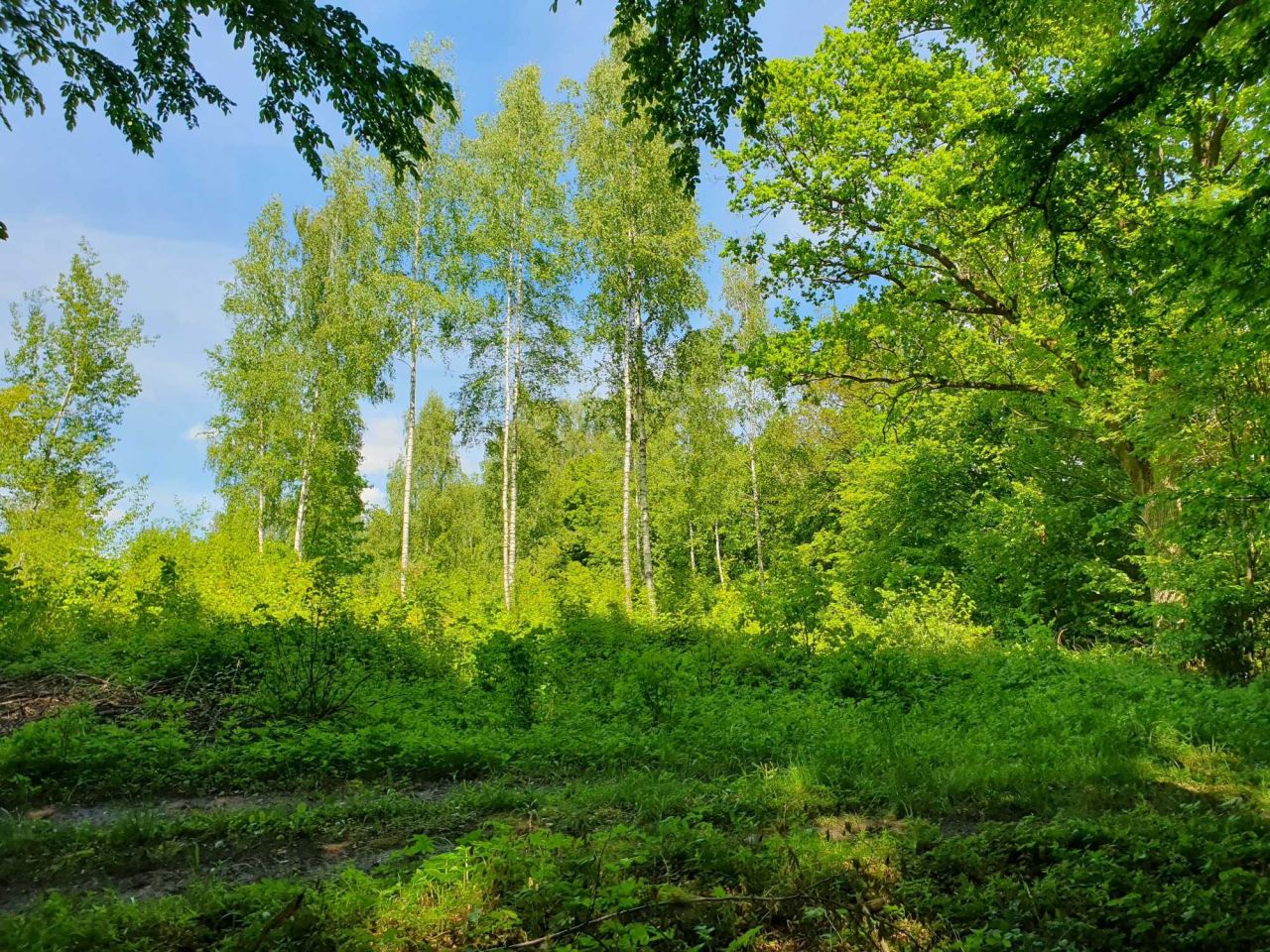 Działka rekreacyjna Dąbrowa. Zdjęcie 7