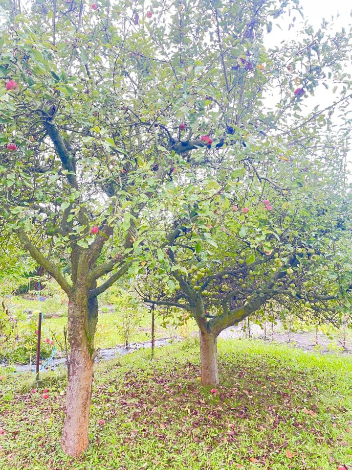 Działka rod Wrocław Partynice. Zdjęcie 7