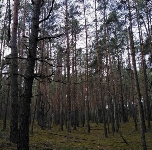 Działka leśna Strzemieczne-Wiosny. Zdjęcie 1