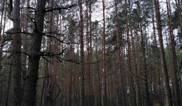 Działka leśna Strzemieczne-Wiosny