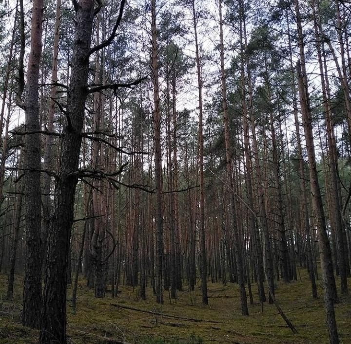 Działka leśna Strzemieczne-Wiosny