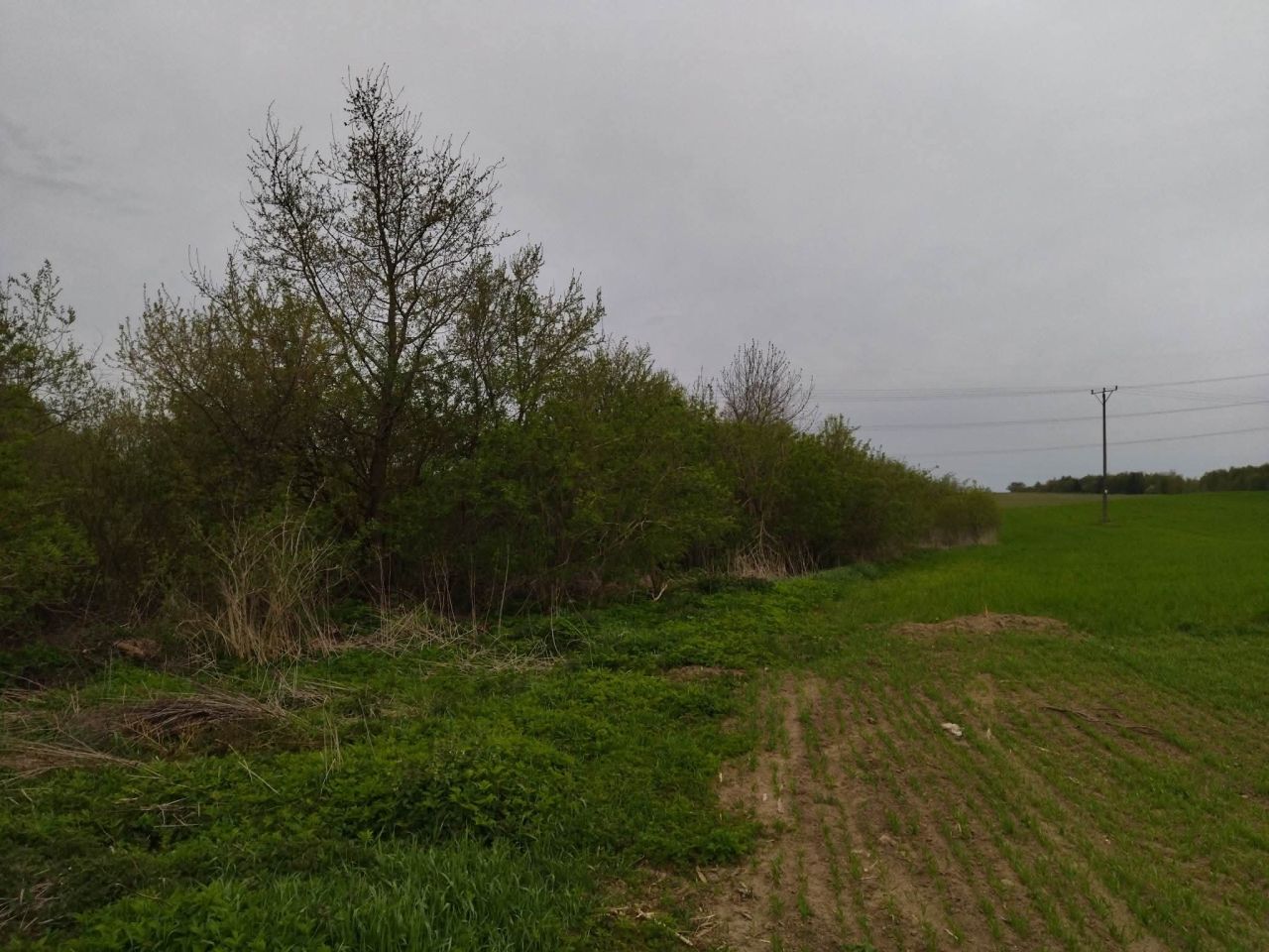 Działka budowlana Dźwierzuty, Dźwierzuty. Zdjęcie 4