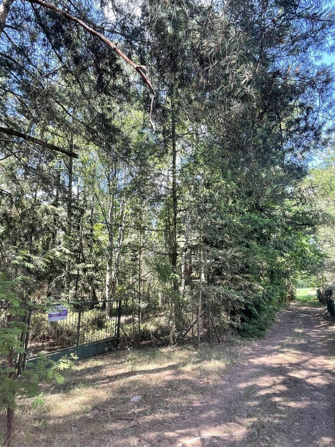 Działka leśna Zalesie. Zdjęcie 6