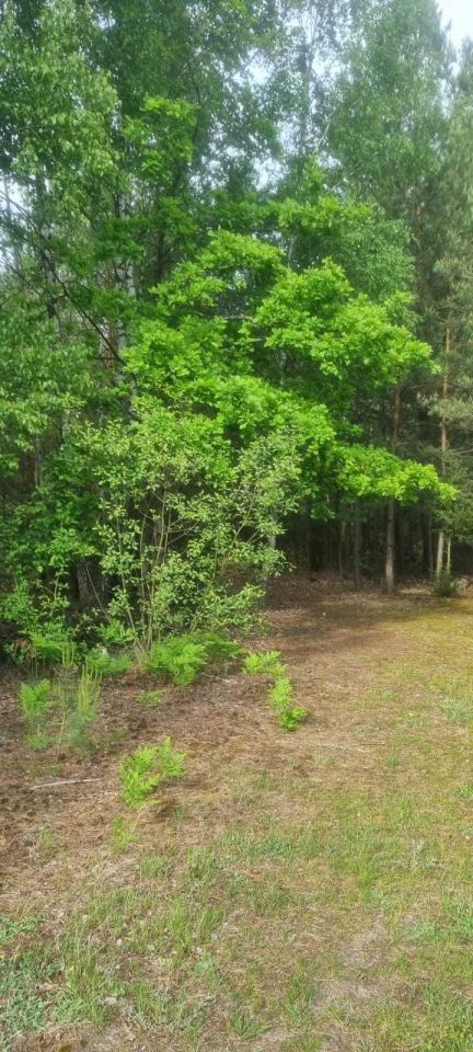 Działka leśna Cisk. Zdjęcie 4