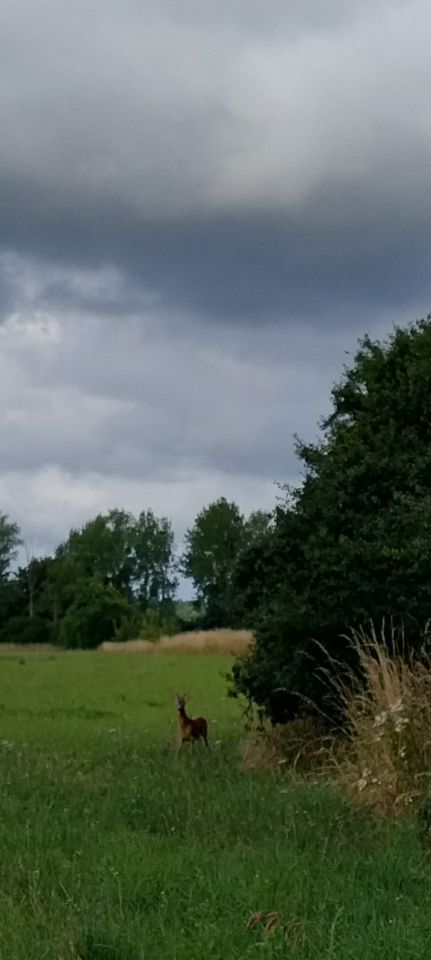 Działka budowlana Idzbark, ul. Źródlana. Zdjęcie 6