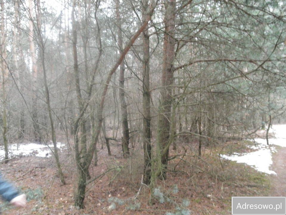 Działka leśna Sobolew, ul. Łaskarzewska. Zdjęcie 6