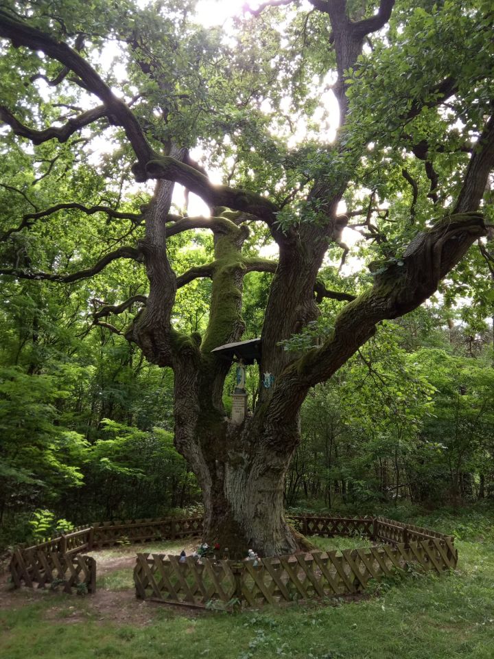 Działka budowlana Wólka Szczawińska. Zdjęcie 13