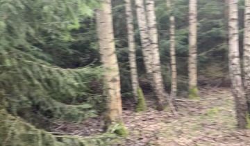 Działka leśna Górowo