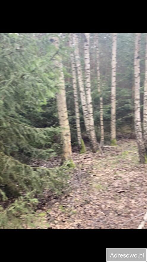 Działka leśna Górowo. Zdjęcie 2