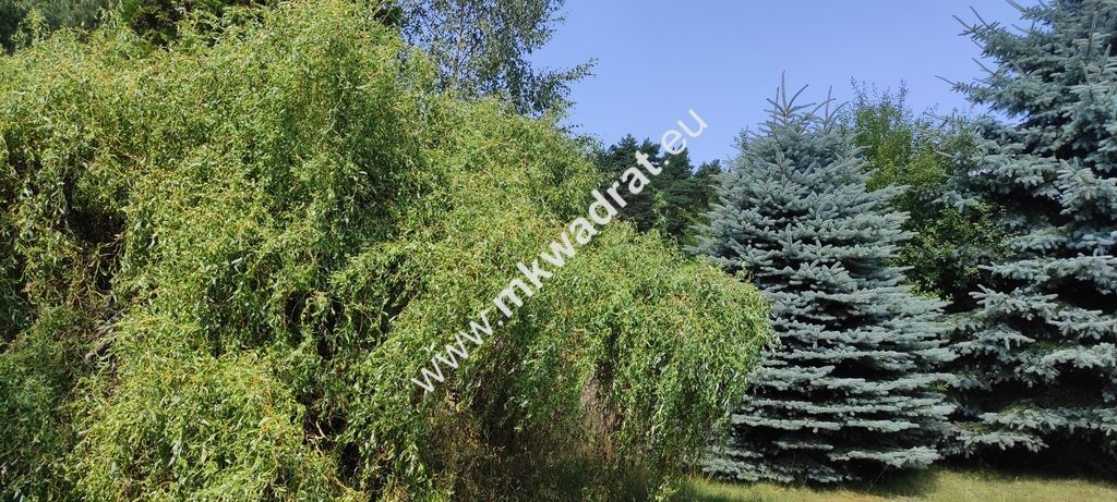 siedlisko, 3 pokoje Budy Wolskie. Zdjęcie 4