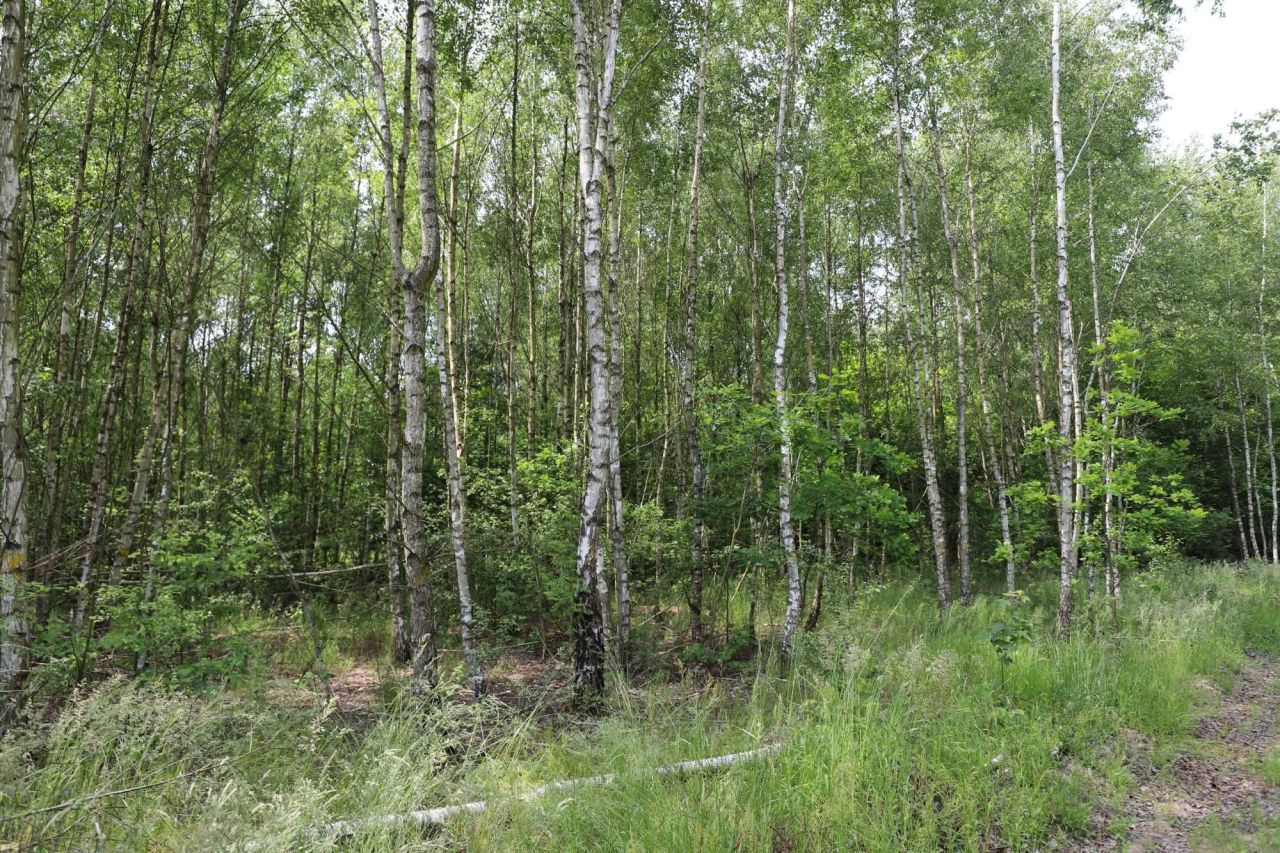 Działka rolna Gójszcz. Zdjęcie 2