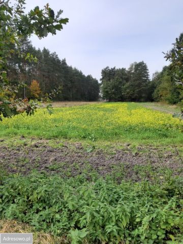 Działka rolna Rokitno. Zdjęcie 1