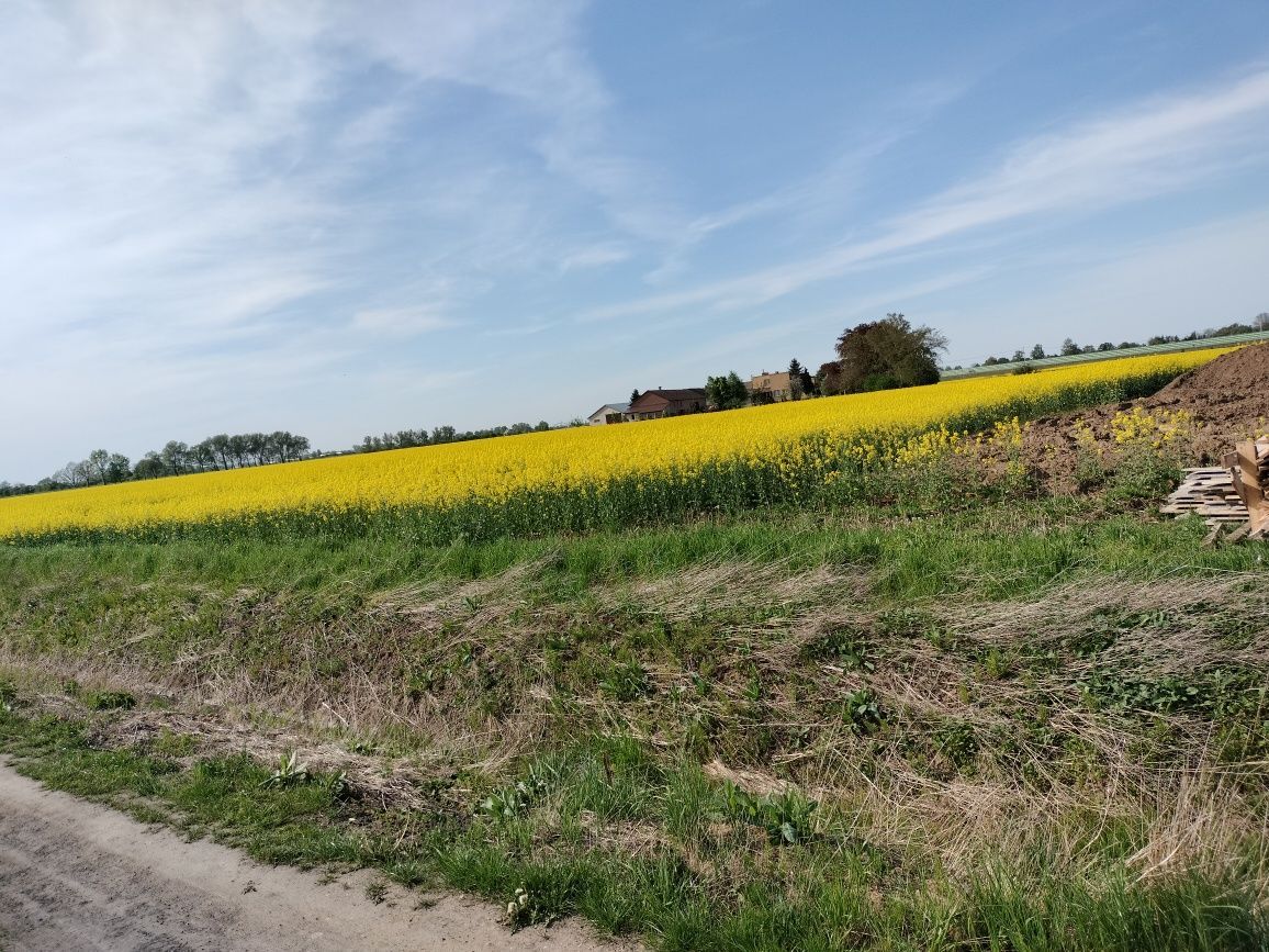 Działka siedliskowa Cedry Małe. Zdjęcie 5