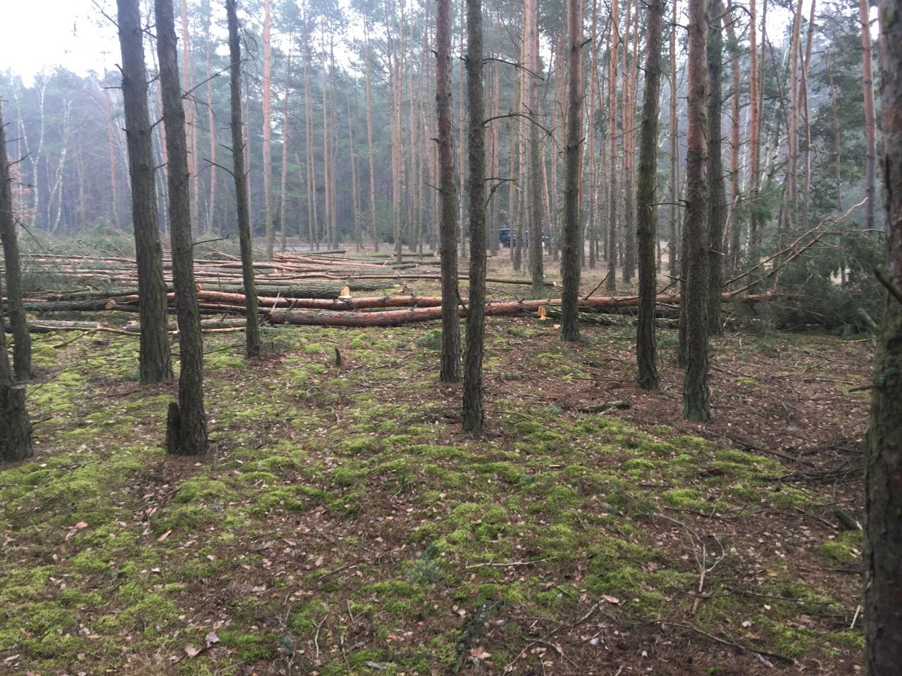 Działka budowlana Zielonka, ul. Koperkowa. Zdjęcie 2