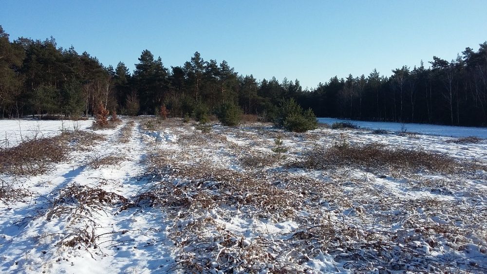 Działka budowlana Główiew, leśna. Zdjęcie 6