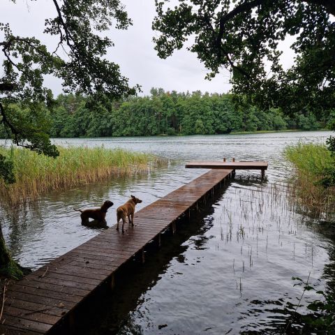 Działka budowlana Komorze. Zdjęcie 1