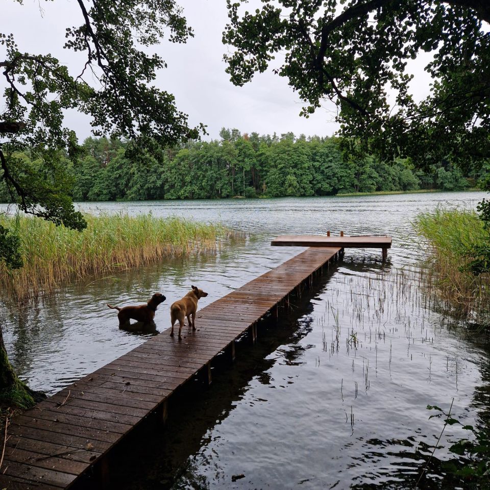 Działka budowlana Komorze. Zdjęcie 1
