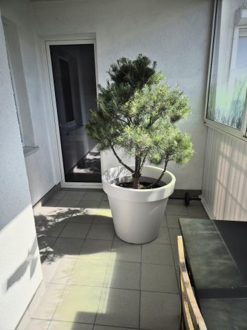 Mieszkanie 2-pokojowe Poznań Grunwald, ul. Promienista. Zdjęcie 2