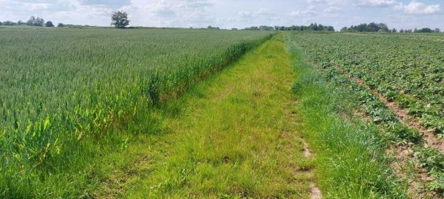 Działka rolna Krzysztoforzyce. Zdjęcie 1