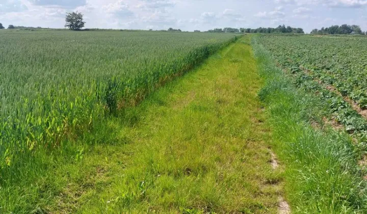 Działka rolna Krzysztoforzyce