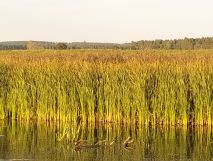 Działka rolno-budowlana Sołtyski. Zdjęcie 3